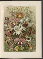 An illustration from Orchideae. - Denusblumen - A. Giltsch, gem. LCCN2015648955 (1904)