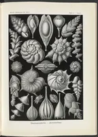 An illustration from Thalamophora. - Kammerlinge LCCN2015648962 (1904)