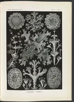 An illustration from Kunstformen der Natur (Tafel 10) (6197834510) (1904)
