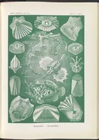 An illustration from Thalamophora. - Kammerlinge LCCN2015647733 (1904)