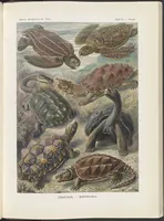 An illustration from Kunstformen der Natur (Tafel 79) BHL47388377 (1899)