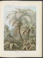 An illustration from Filicinae. - Laubfarne LCCN2015648972 (1904)