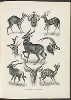An illustration from Antilopina. - Antilopen LCCN2015648986 (1904)