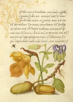 Picture 74 of 112 from Mira calligraphiae monumenta (1561), leaf 113