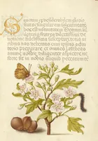 Picture 75 of 112 from Mira calligraphiae monumenta (1561), leaf 114