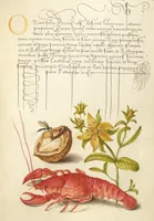 An illustration from Mira calligraphiae monumenta (1561)