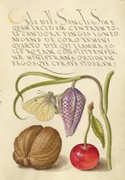 Picture 4 of 112 from Mira calligraphiae monumenta (1561), leaf 13