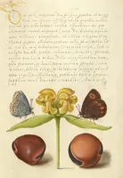 Picture 87 of 112 from Mira calligraphiae monumenta (1561), leaf 136
