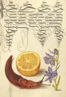 Picture 101 of 112 from Mira calligraphiae monumenta (1561), leaf 156