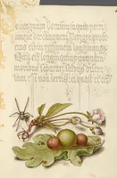 Picture 104 of 112 from Mira calligraphiae monumenta (1561), leaf 160