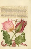 Picture 108 of 112 from Mira calligraphiae monumenta (1561), leaf 179
