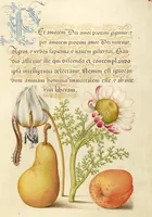 Picture 6 of 112 from Mira calligraphiae monumenta (1561), leaf 18