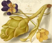 An illustration from Mira calligraphiae monumenta (1561)