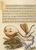 An illustration from Mira calligraphiae monumenta (1561)