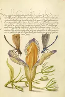 An illustration from Mira calligraphiae monumenta (1561)