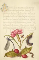 Picture 15 of 112 from Mira calligraphiae monumenta (1561), leaf 37