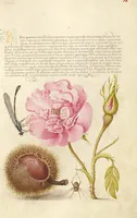 Picture 17 of 112 from Mira calligraphiae monumenta (1561), leaf 39