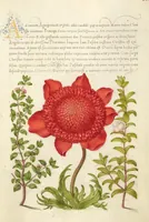 An illustration from Mira calligraphiae monumenta (1561)