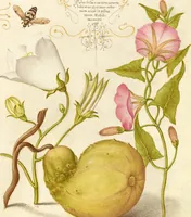 Picture 22 of 112 from Mira calligraphiae monumenta (1561), leaf 47