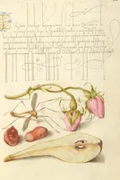 Picture 26 of 112 from Mira calligraphiae monumenta (1561), leaf 54