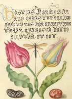 Picture 27 of 112 from Mira calligraphiae monumenta (1561), leaf 55