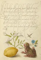 Picture 28 of 112 from Mira calligraphiae monumenta (1561), leaf 56