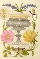 Picture 30 of 112 from Mira calligraphiae monumenta (1561), leaf 58