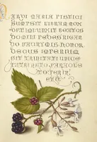 Picture 2 of 112 from Mira calligraphiae monumenta (1561), leaf 7