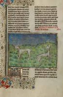Picture 55 of 60 from Livre de la Chasse (1430), leaf 78