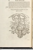 Picture 46 of 273 from Vlyssis Aldrovandi Patricii Bononiensis Monstrorvm Historia: cum Indice copiosissimo (1642), leaf 100