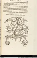 Picture 47 of 273 from Vlyssis Aldrovandi Patricii Bononiensis Monstrorvm Historia: cum Indice copiosissimo (1642), leaf 101