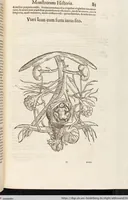 Picture 48 of 273 from Vlyssis Aldrovandi Patricii Bononiensis Monstrorvm Historia: cum Indice copiosissimo (1642), leaf 103