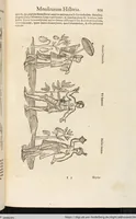 Picture 53 of 273 from Vlyssis Aldrovandi Patricii Bononiensis Monstrorvm Historia: cum Indice copiosissimo (1642), leaf 119