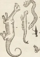 Picture 64 of 273 from Vlyssis Aldrovandi Patricii Bononiensis Monstrorvm Historia: cum Indice copiosissimo (1642), leaf 237