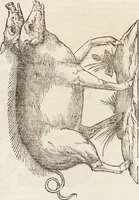 An illustration from Vlyssis Aldrovandi Patricii Bononiensis Monstrorvm Historia: cum Indice copiosissimo (1642)