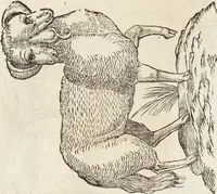 Picture 93 of 273 from Vlyssis Aldrovandi Patricii Bononiensis Monstrorvm Historia: cum Indice copiosissimo (1642), leaf 437