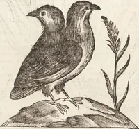 Picture 96 of 273 from Vlyssis Aldrovandi Patricii Bononiensis Monstrorvm Historia: cum Indice copiosissimo (1642), leaf 444