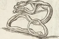 Picture 97 of 273 from Vlyssis Aldrovandi Patricii Bononiensis Monstrorvm Historia: cum Indice copiosissimo (1642), leaf 445