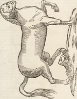 Picture 98 of 273 from Vlyssis Aldrovandi Patricii Bononiensis Monstrorvm Historia: cum Indice copiosissimo (1642), leaf 452