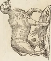 Picture 99 of 273 from Vlyssis Aldrovandi Patricii Bononiensis Monstrorvm Historia: cum Indice copiosissimo (1642), leaf 453