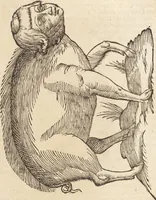 An illustration from Vlyssis Aldrovandi Patricii Bononiensis Monstrorvm Historia: cum Indice copiosissimo (1642)