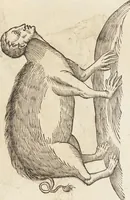 Picture 101 of 273 from Vlyssis Aldrovandi Patricii Bononiensis Monstrorvm Historia: cum Indice copiosissimo (1642), leaf 457