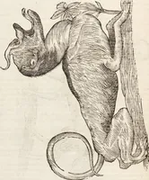 Picture 113 of 273 from Vlyssis Aldrovandi Patricii Bononiensis Monstrorvm Historia: cum Indice copiosissimo (1642), leaf 490