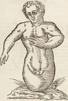 Picture 122 of 273 from Vlyssis Aldrovandi Patricii Bononiensis Monstrorvm Historia: cum Indice copiosissimo (1642), leaf 538