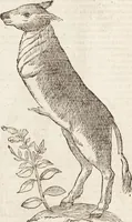 Picture 124 of 273 from Vlyssis Aldrovandi Patricii Bononiensis Monstrorvm Historia: cum Indice copiosissimo (1642), leaf 544
