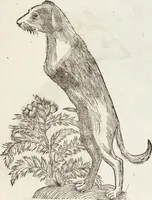 Picture 125 of 273 from Vlyssis Aldrovandi Patricii Bononiensis Monstrorvm Historia: cum Indice copiosissimo (1642), leaf 545