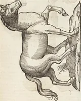 Picture 127 of 273 from Vlyssis Aldrovandi Patricii Bononiensis Monstrorvm Historia: cum Indice copiosissimo (1642), leaf 555