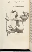 Picture 128 of 273 from Vlyssis Aldrovandi Patricii Bononiensis Monstrorvm Historia: cum Indice copiosissimo (1642), leaf 556
