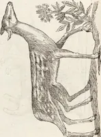 Picture 135 of 273 from Vlyssis Aldrovandi Patricii Bononiensis Monstrorvm Historia: cum Indice copiosissimo (1642), leaf 566