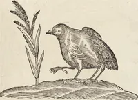 Picture 137 of 273 from Vlyssis Aldrovandi Patricii Bononiensis Monstrorvm Historia: cum Indice copiosissimo (1642), leaf 569
